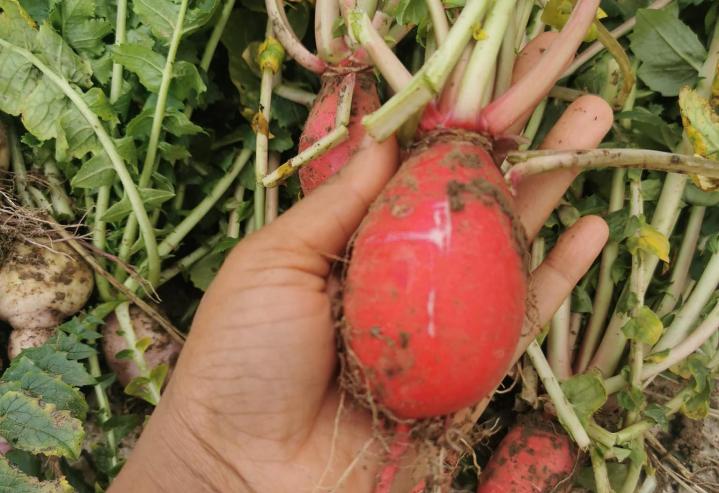 Producteur de légumes Tours