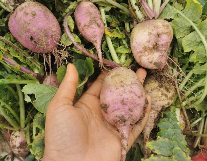 Vente de légumes Tours