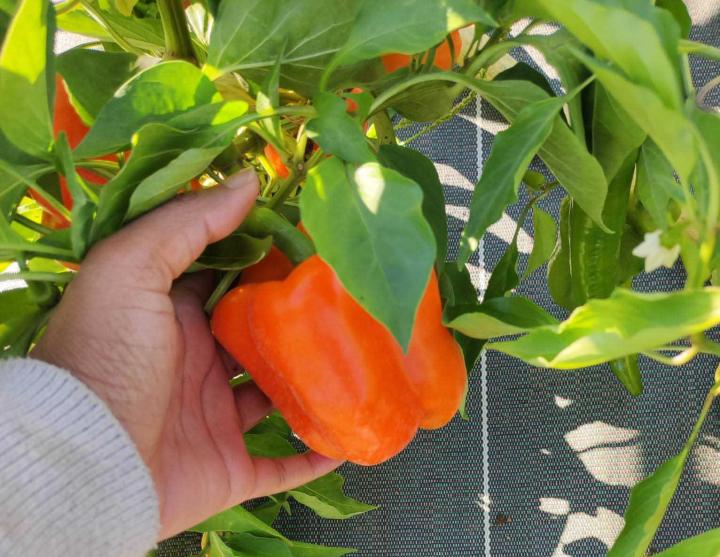 Vente de légumes Tours