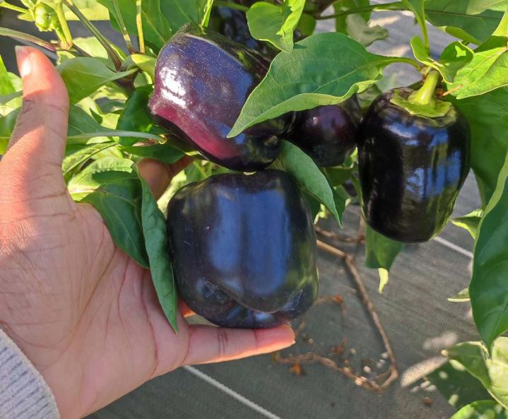 Producteur de légumes Tours