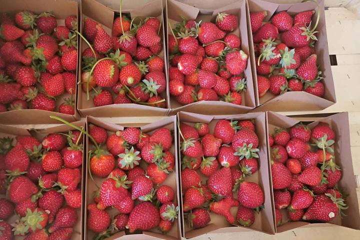 FRAISE