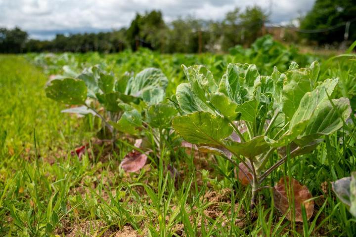 Maraîcher près de Tours