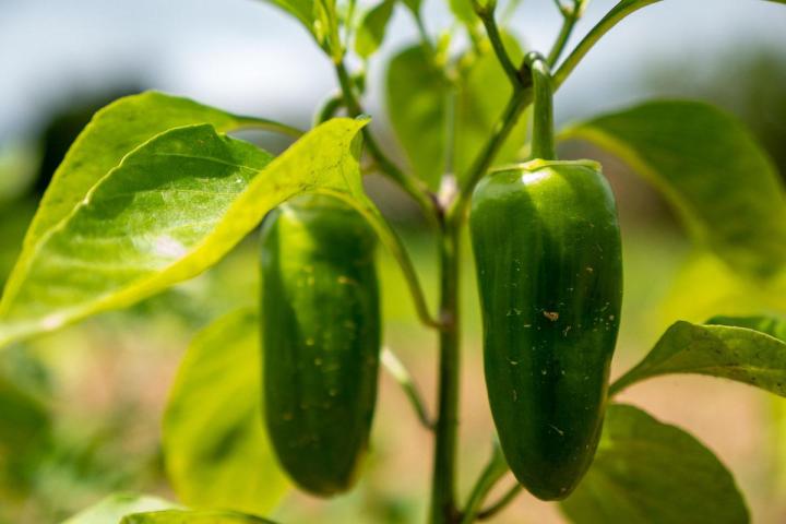 L'exploitation – Tours