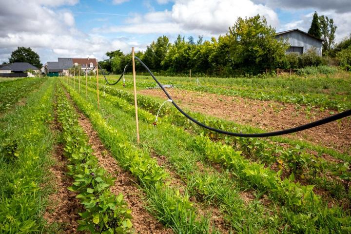 Maraîcher près de Tours
