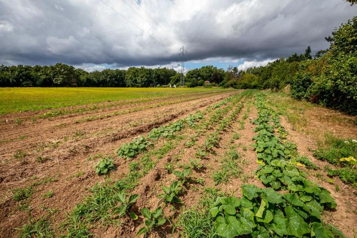 Maraîcher près de Tours