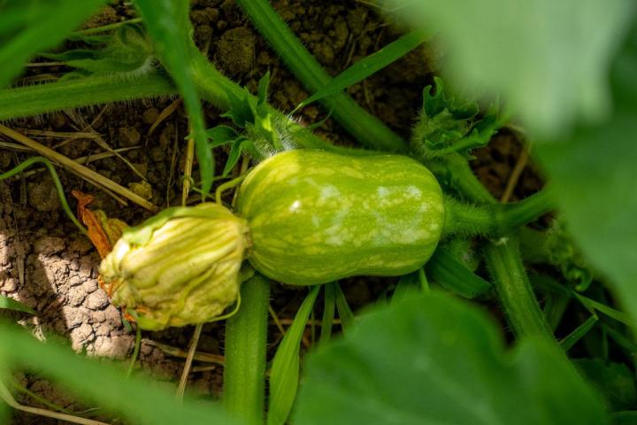 Maraîcher près de Tours