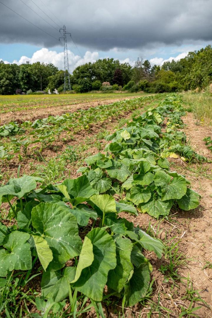 Maraîcher près de Tours