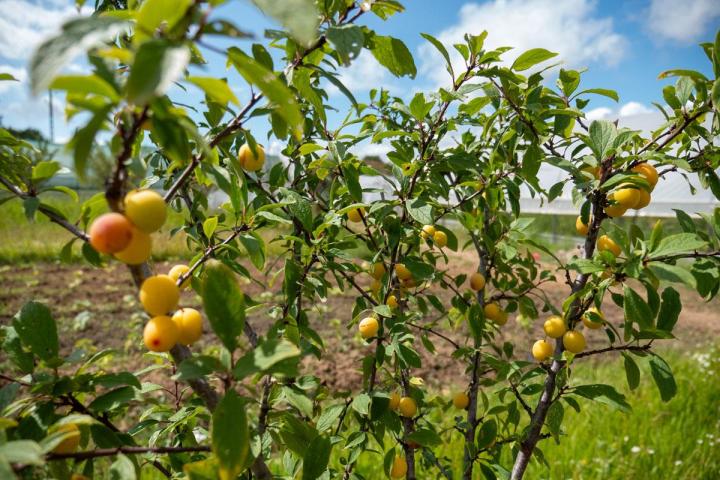 Vente directe de fruits frais et de saison.