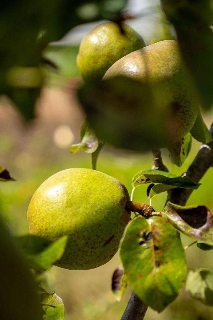 Maraîcher près de Tours