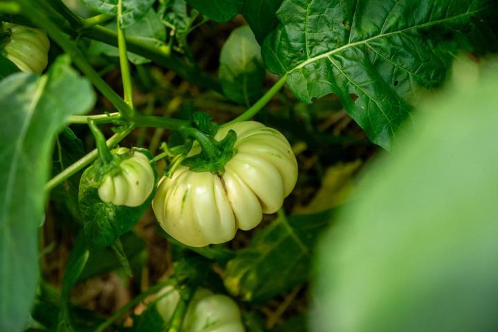 Maraîcher près de Tours