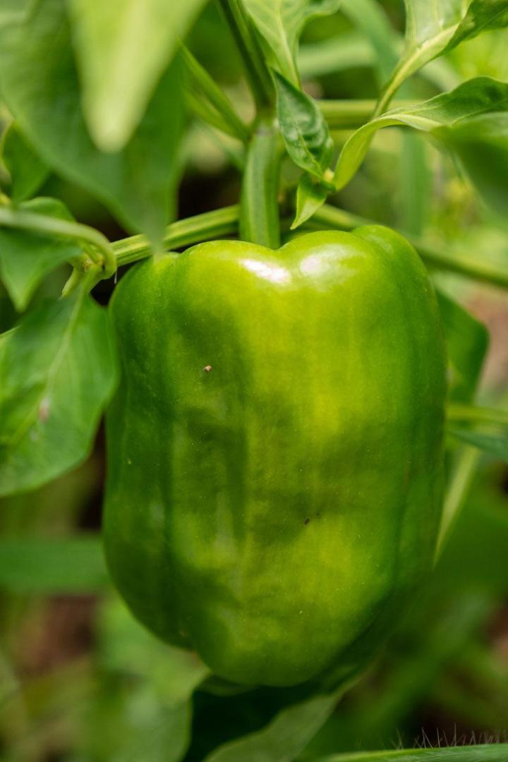 Maraîcher près de Tours
