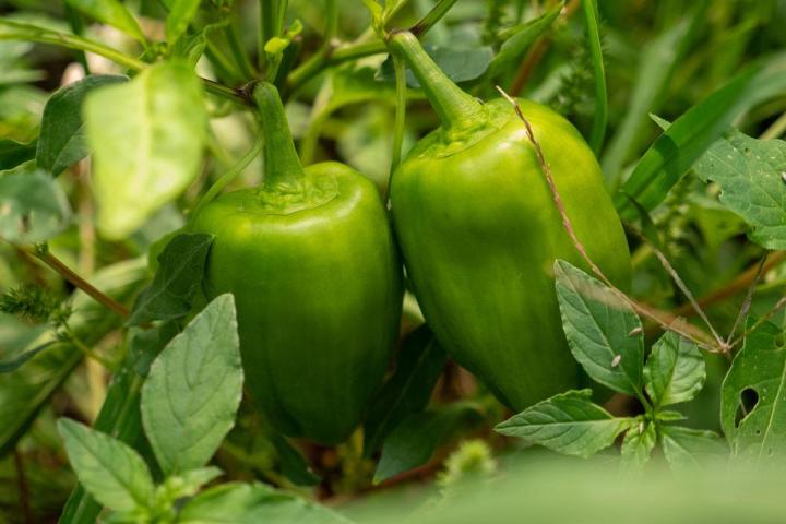 Producteur de légumes Tours