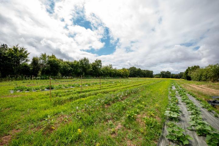 Maraîcher près de Tours