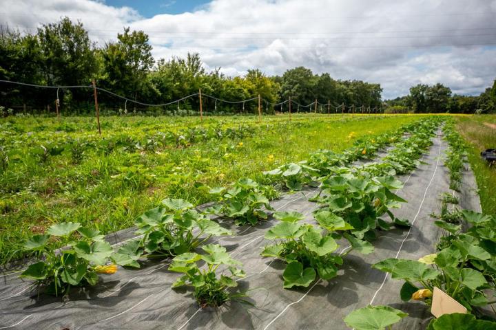 Maraîcher près de Tours
