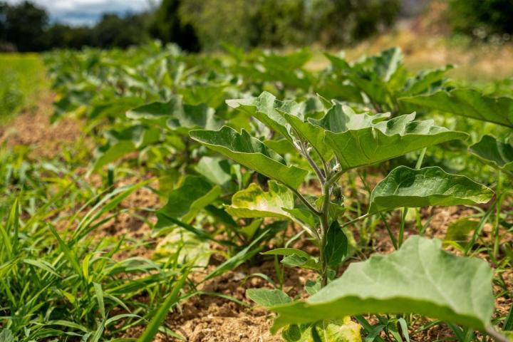 Producteur de légumes Tours