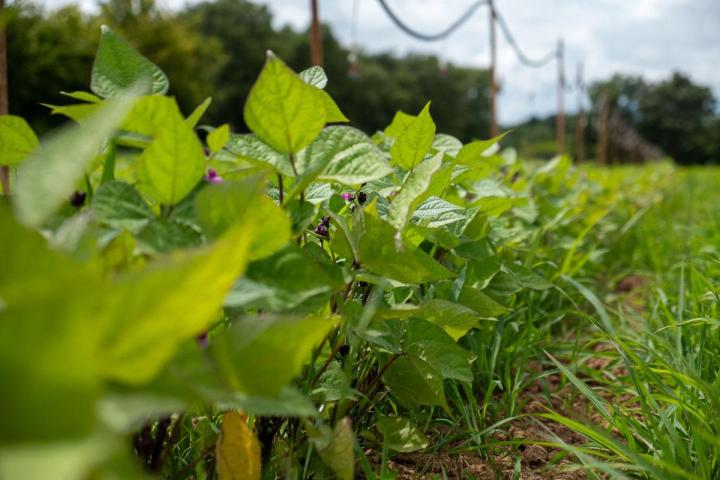 Maraîcher près de Tours