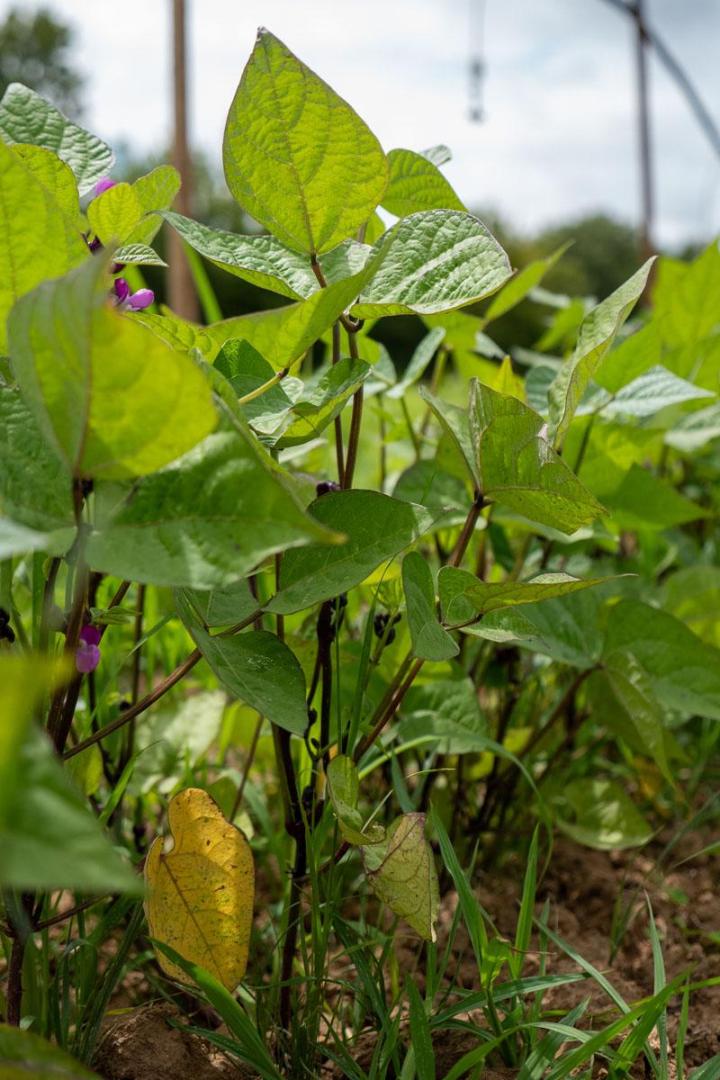 Maraîcher près de Tours
