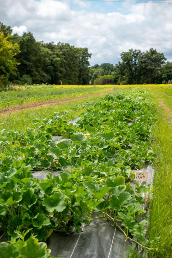 Maraîcher près de Tours