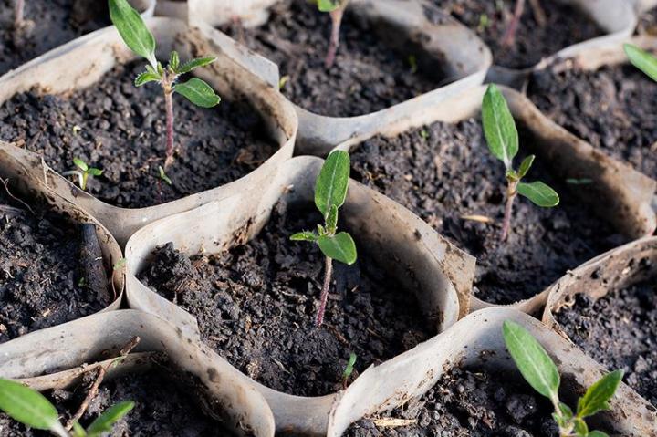 Les plants de légumes dont vous avez besoin pour créer votre jardin.