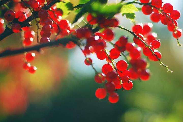 GROSAILLE ROUGE