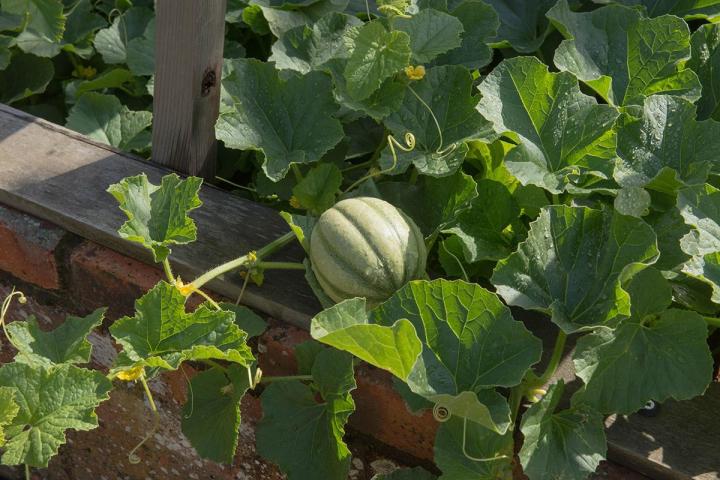 MELON CHARENTAIS