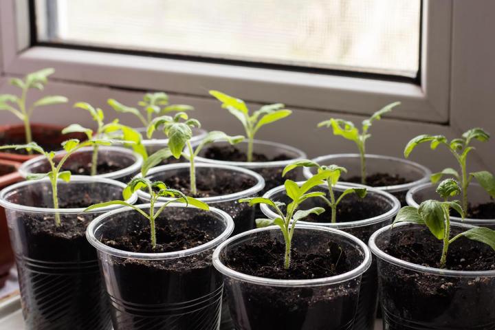 Production de plants Tours