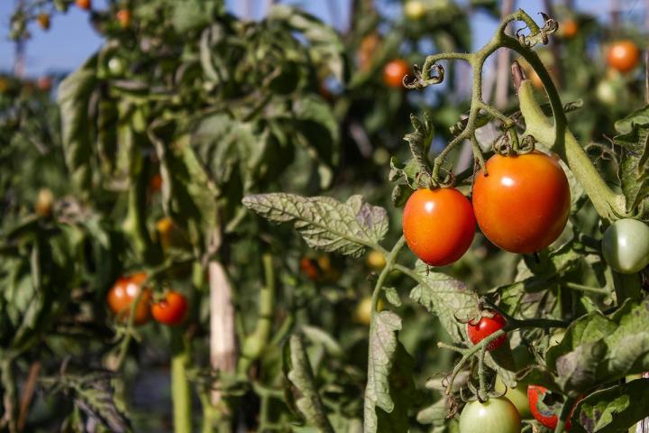TOMATE